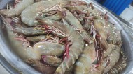 Sea Tiger Shrimp-HOSO